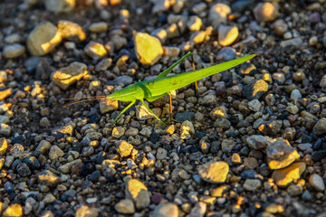 conehead katydid