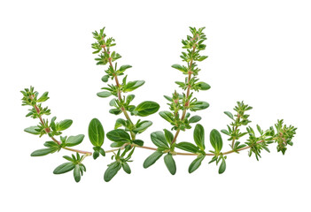 Obraz premium white branchlets watercolor illustration flowers rosemary 