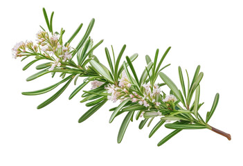 Fototapeta premium olated background rosemary white branchlets watercolor illustration flowers 