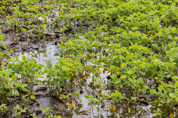 soybeans in waterlogged field