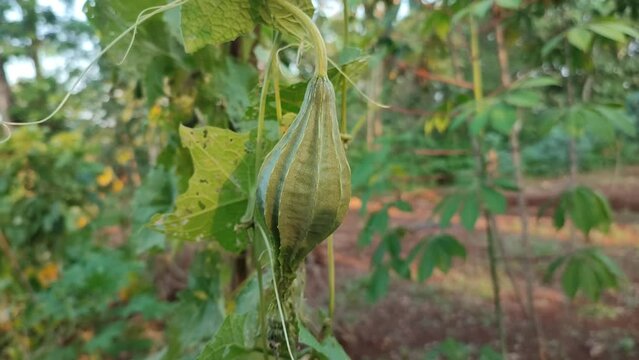 fresh luffa plant with flower