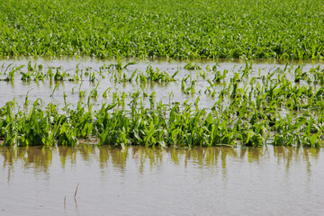 flooded corn field