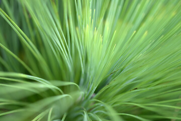 葉模様　自然の模様