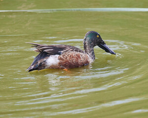 pato cucharón norteño