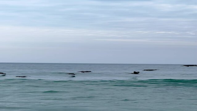P&aacute;jaros negros volando por encima del mar azul con cielo celeste