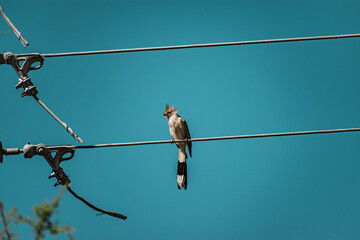 pirincho - wira wira large white South American bird with feather crest and large beak, posing on...