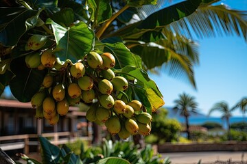 Macaúba palm tree, golden fruits under blue sky., generative IA