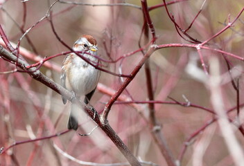 Tranquil Avian Oasis