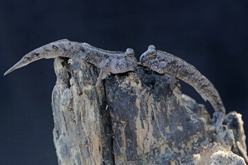 Two barred mudskippers resting on a weathered tree trunk on the edge of the beach estuary. This fish, which is mostly done in the mud, has the scientific name Periophthalmus argentilineatus.