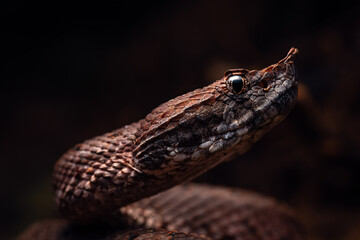 Close up of a snake | Porthidium nasutum