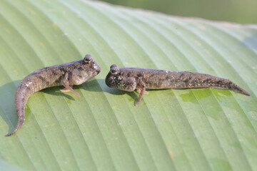 Two barred mudskipper fish are resting on dry leaves washed by the river water. This fish, which is mostly done in the mud, has the scientific name Periophthalmus argentilineatus.