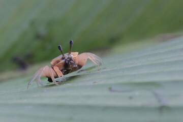 A fiddler crab is hunting for prey in dry leaves that have fallen to the ground. This animal has...