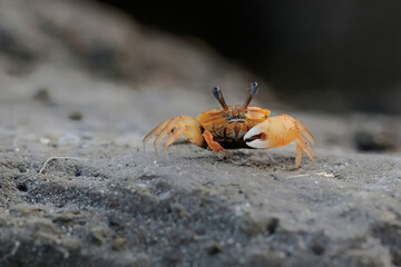 A fiddler crab is hunting for prey in the seaweed beds that grow on the coral. This animal has the...