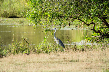 Grey heron standing in field