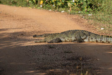 Huge crocodile in the wild nature