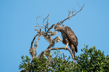 Isolated Changeable Hawk Eagle in Yala National Park