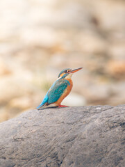 kingfisher on a rock