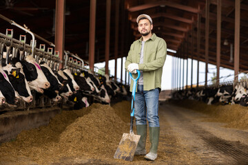 Confident successful young farmer working in cowshed, standing leaning on shovel near stall with herd of cows in livestock farm..