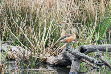  lesser whistling duck on a branch 