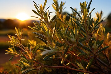 Branches of rosemary bathed by the Sun West., generative IA