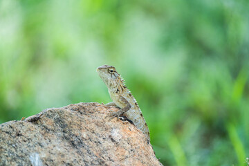 oriental garden lizard or eastern garden lizard in srilanka