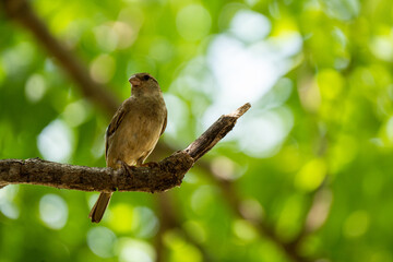 Obraz premium sparrows perched on tree beautifully.