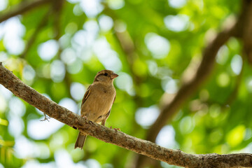 sparrows perched on tree beautifully.