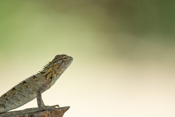 oriental garden lizard or eastern garden lizard in srilanka