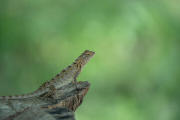 oriental garden lizard or eastern garden lizard in srilanka