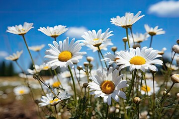 Vast field with daisies framed under blue sky., generative IA