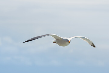 Seagull flying 
