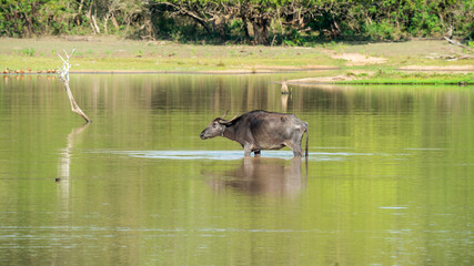 Buffalo is resting in the water.