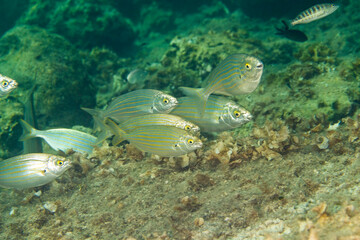 fish school in the water, Salema (Sarpa salpa) in Mediterranean Sea Salpa. Bops salpa. Capo Caccia, Alghero, Sardinia, Italy