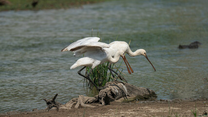 African Spoonbill in yala National Park,srilanka