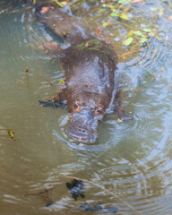 Fototapeta premium Platypus floating 