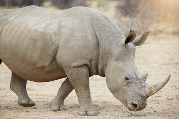 Rhino, safari and sand with foraging in outdoor for food, nature and wildlife with nose. Powerful,...