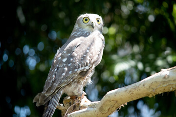 The barking owl has bright yellow eyes and no facial-disc. Upperparts are brown or greyish-brown, and the white breast is vertically streaked with brown