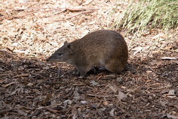 Bandicoots are about the size of a rat and have a pointy snout, humped back, thin tail and large...