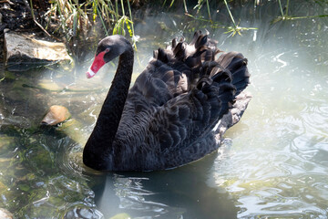 the black swan has black feathers edged with white on its back and is all black on the head and...