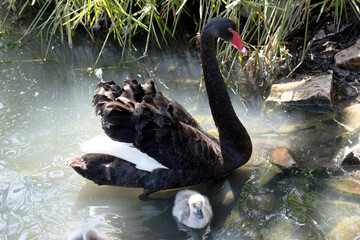 the black swan has black feathers edged with white on its back and is all black on the head and...