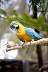 the Back and upper tail feathers of the blue and gold macaw are brilliant blue; the underside of the tail is olive yellow.