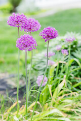 Purple allium flowers blooming in a garden