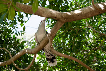 the Channel-billed Cuckoo has a massive pale, down-curved bill, grey plumage (darker on the back and wings) and long barred tail