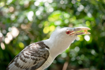 the Channel-billed Cuckoo has a massive pale, down-curved bill, grey plumage (darker on the back and wings) and long barred tail