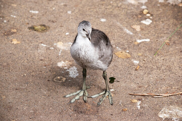 the Eurasian coot chick is grey when it is little
