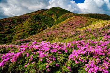 烏帽子岳のミヤマキリシマ