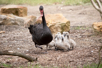Cygnets are grey when they hatch with black beaks and gradually turn black over the first six...