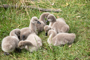 Cygnets are grey when they hatch with black beaks and gradually turn black over the first six months at which time they learn to fly.