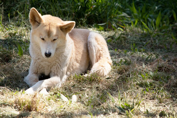 Dingos are a dog-like wolf. Dingos have a long muzzle, erect ears and strong claws. They usually have a ginger coat and most have white markings on their feet, tail tip and chest.