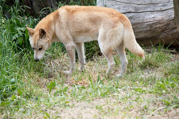 Dingos have a long muzzle, erect ears and strong claws. They usually have a ginger coat and most...